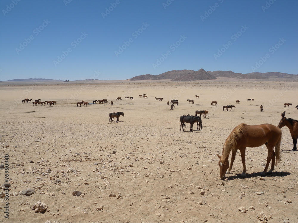 Wildpferde in der Wüste