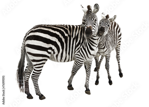 The family of a Zebra