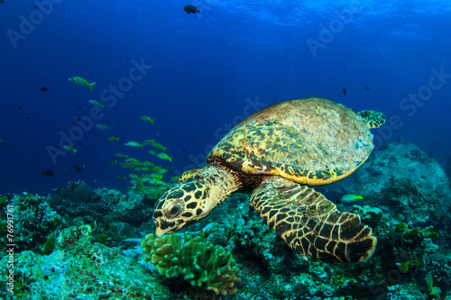 Hawksbill Sea Turtle on coral reef © Richard Carey