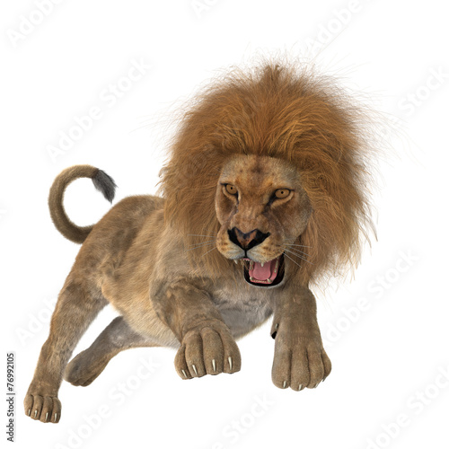 Fototapeta Naklejka Na Ścianę i Meble -  Hunting Lion
