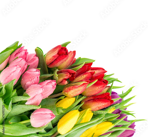 fresh tulips over white background. pring flowers