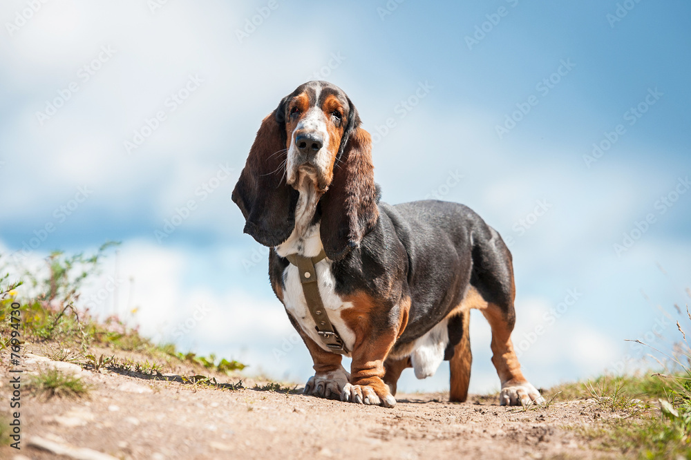 Basset hound dog standing on the top of the hill