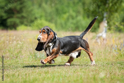 Fotografie, Tablou Basset hound dog running in summer