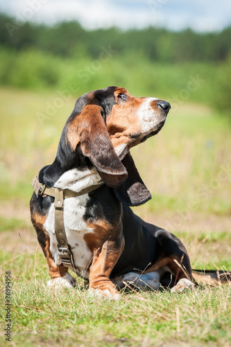 Basset hound dog looking back