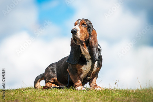 Fototapet Basset hound dog sitting on the top of the hill
