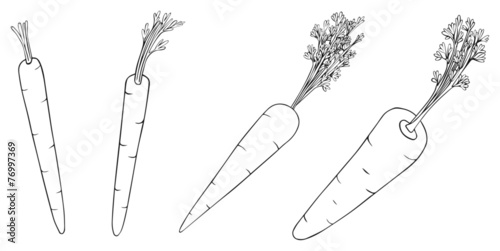 Delightful garden - carrot
