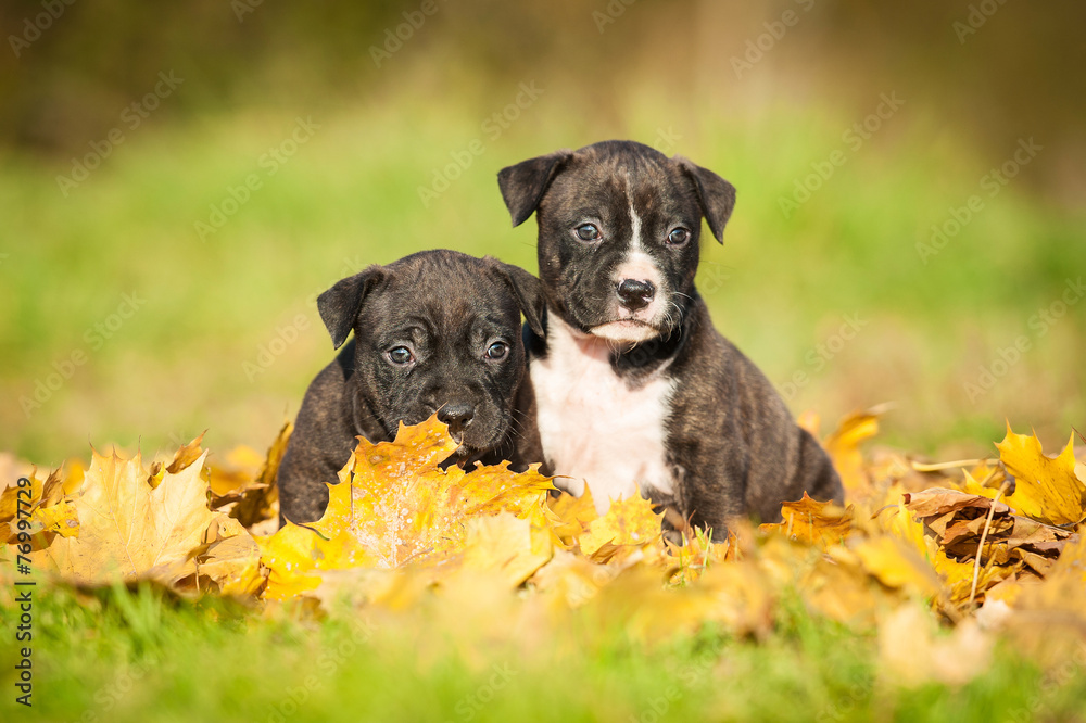 Two little puppies sitting on the leaves in autumn
