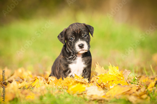 Little puppy sitting on the leaves in autumn #76997714
