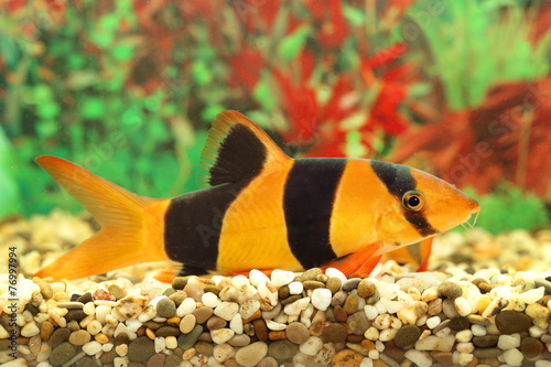 Colourful aquarian small fish