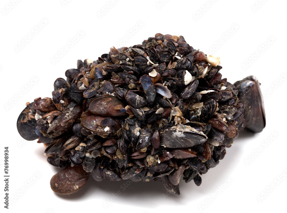 Rapana venosa completely covered with mussels Rapana venosa completely covered with mussels