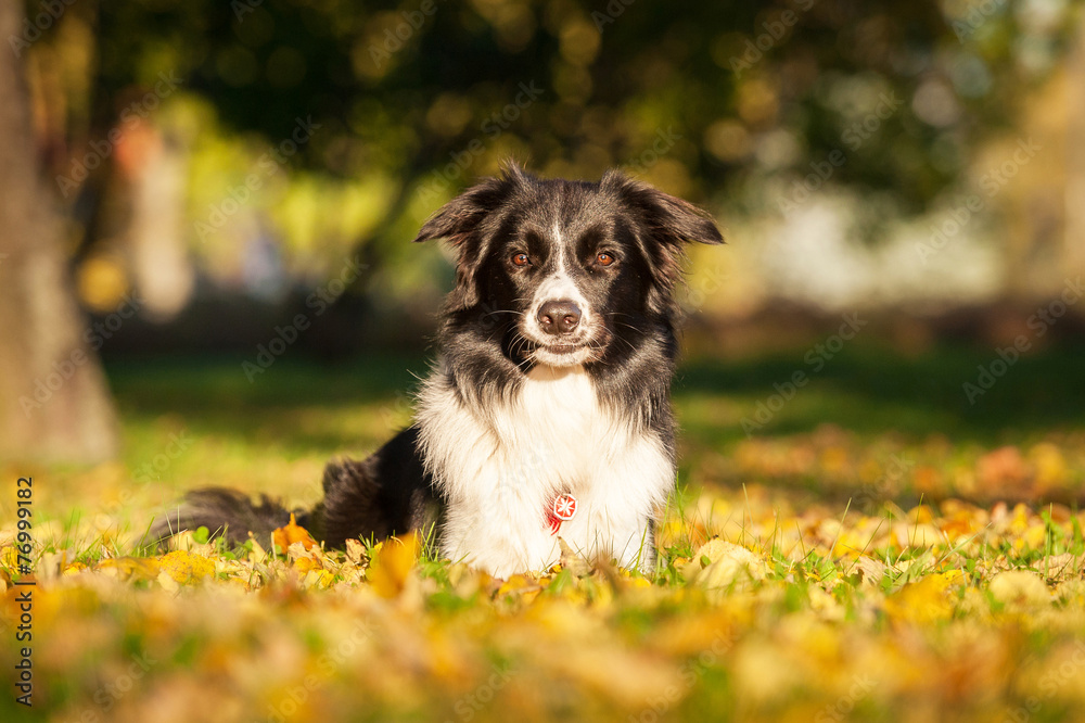 Portrait of border collie lying on lawn in autumn Portrait of border collie lying on lawn in autumn