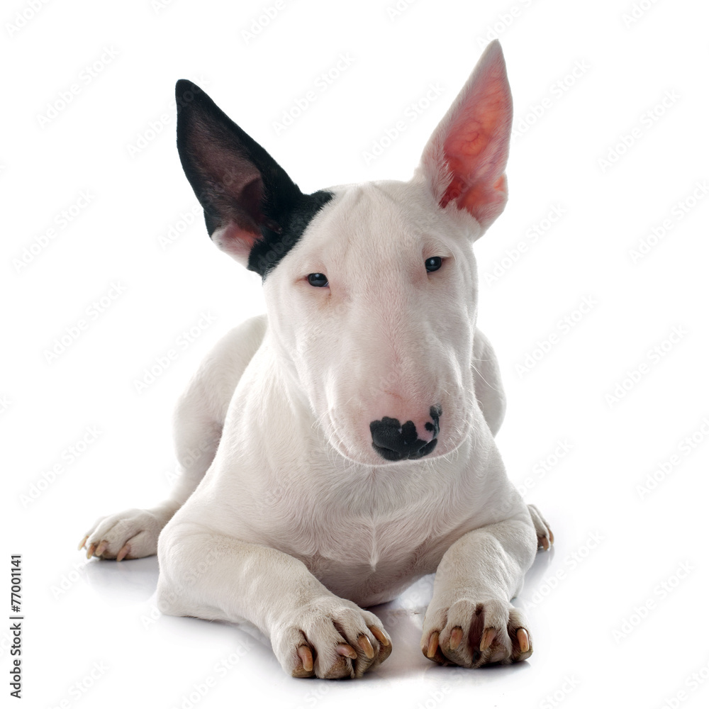 puppy bull terrier puppy bull terrier