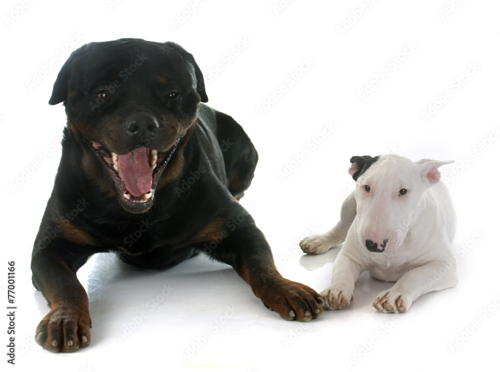 puppy bull terrier and rottweiler