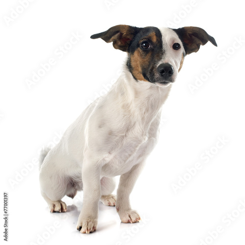 jack russel terrier © cynoclub