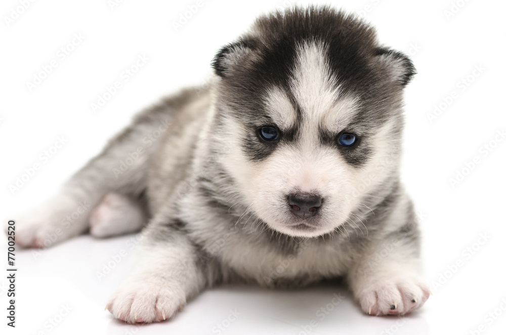Blue eyes Siberian Husky puppy Blue eyes Siberian Husky puppy