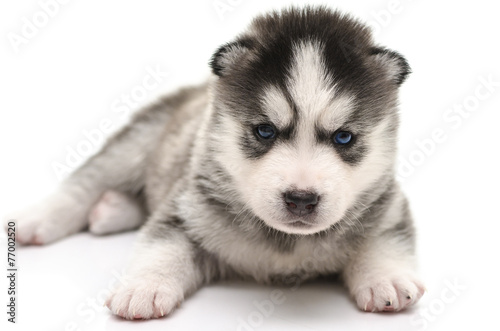 Blue eyes Siberian Husky puppy