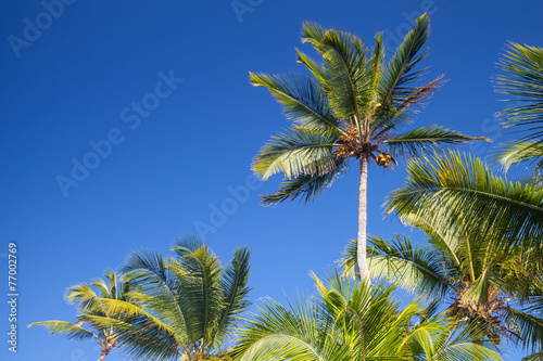 Coconut palm trees over clear blue sky