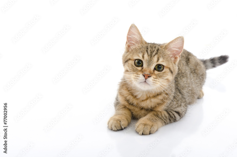 Cute golden kitten on white background