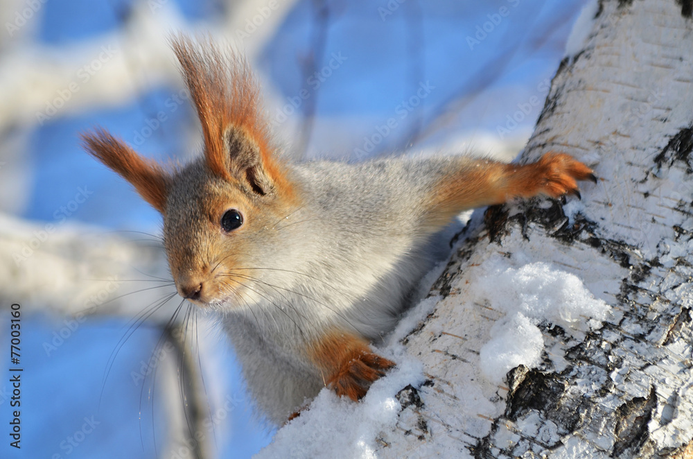 Obraz premium Белка на дереве.