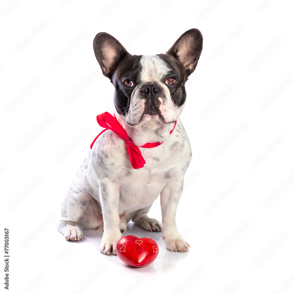 Cute french bulldog with a red heart isolated on white