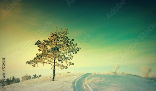 Winter landscape with pine