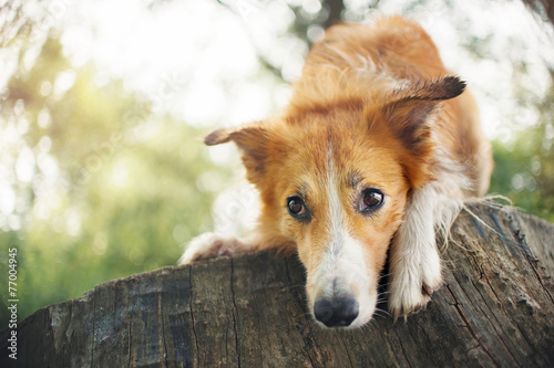 Red border collie dog lying on a log