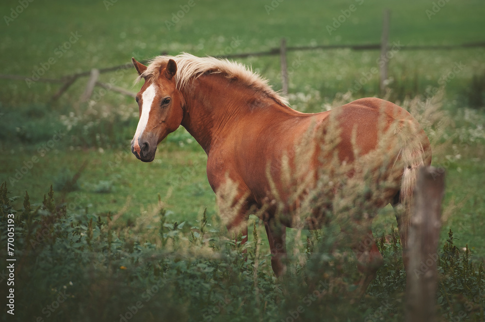 Fototapeta premium horse in the paddock