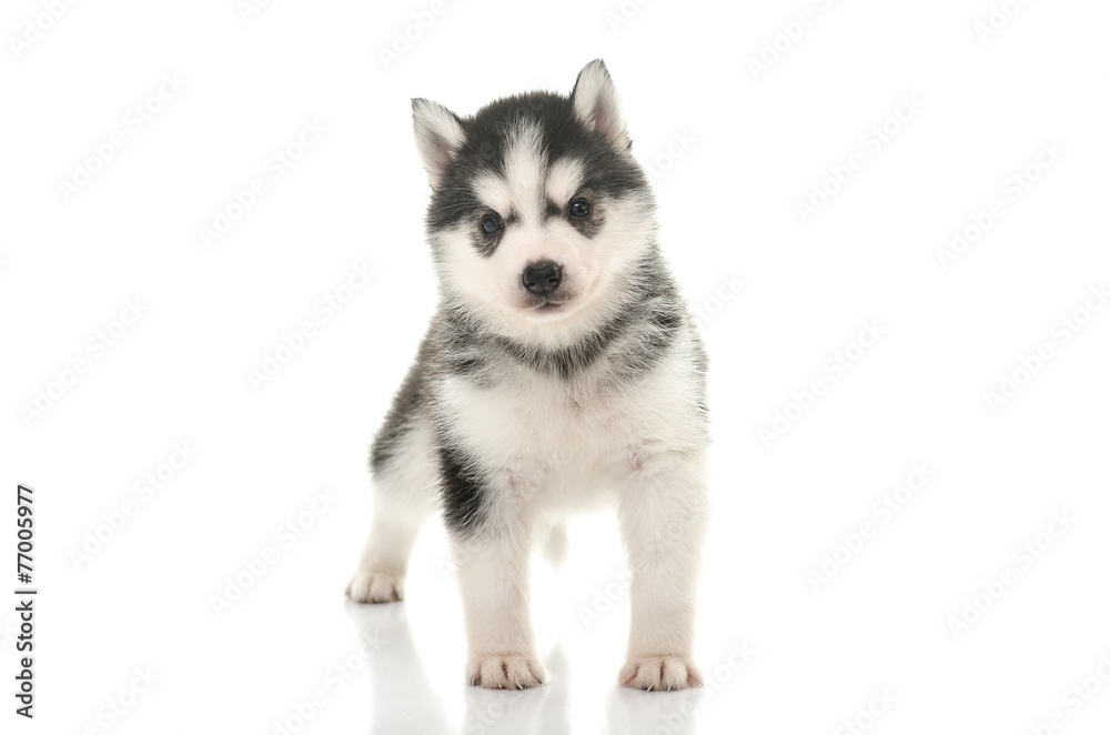 Beautiful siberian husky puppy standing Beautiful siberian husky puppy standing