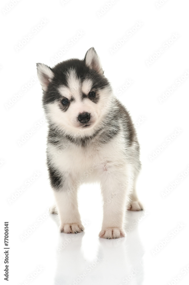 Beautiful siberian husky puppy standing