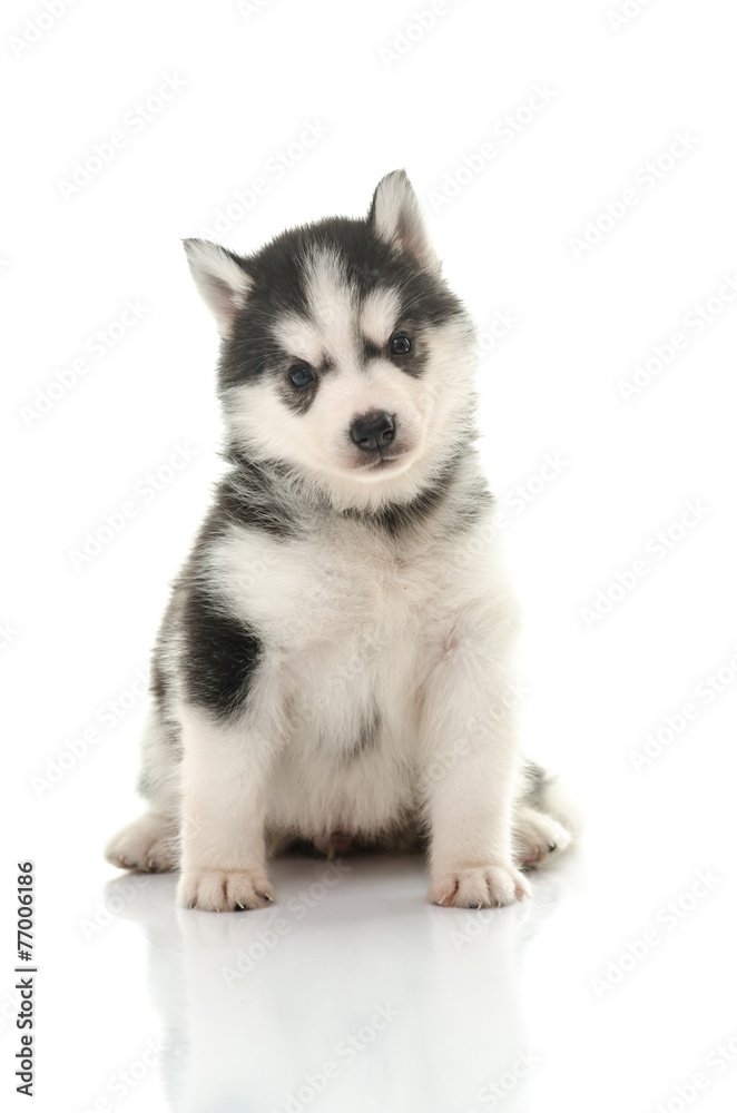 Cute siberian husky puppy on white background