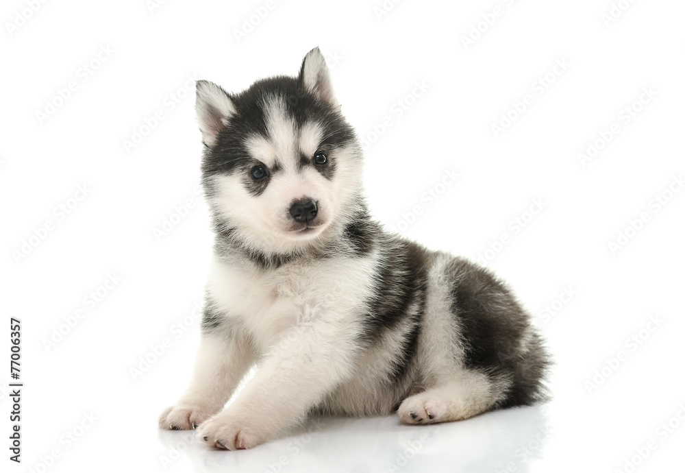 Cute siberian husky puppy on white background