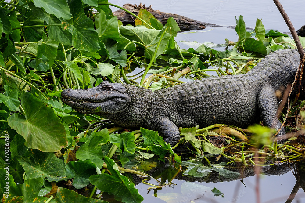american alligator american alligator