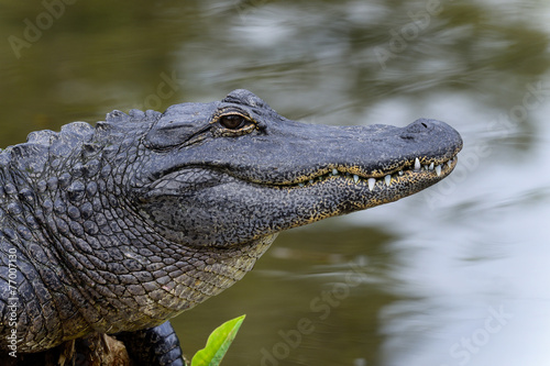 american alligator