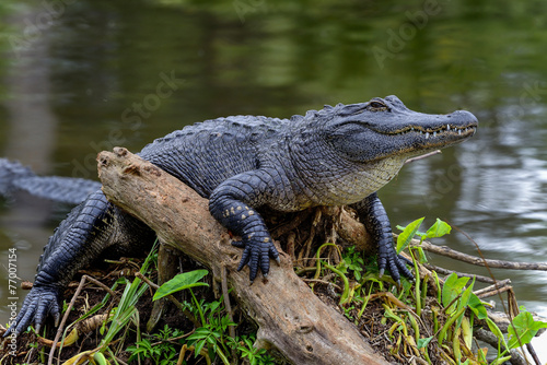 Tela american alligator