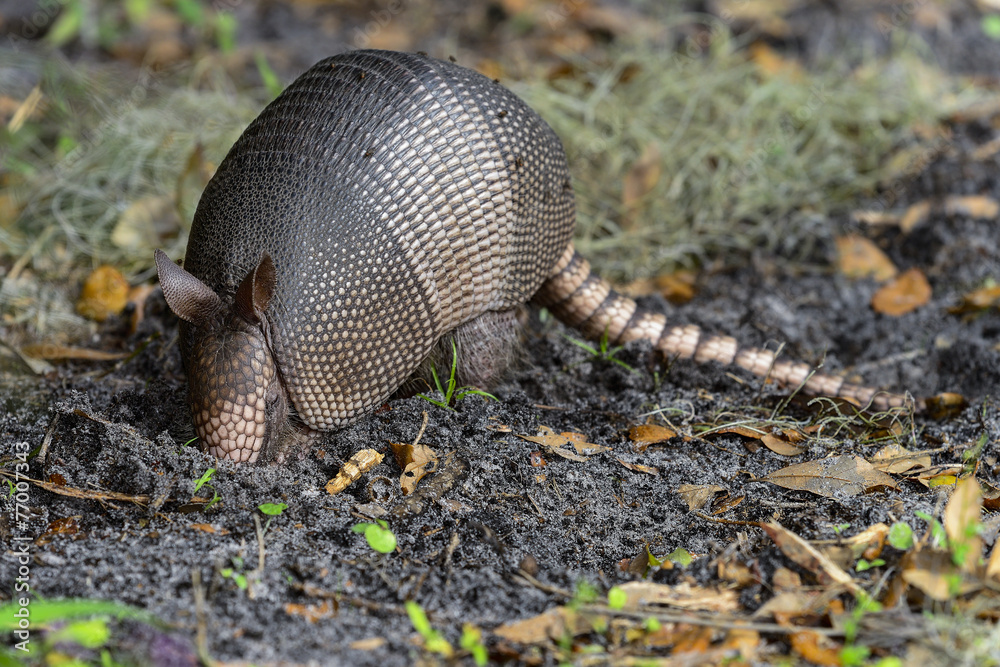 nine-banded armadillo nine-banded armadillo
