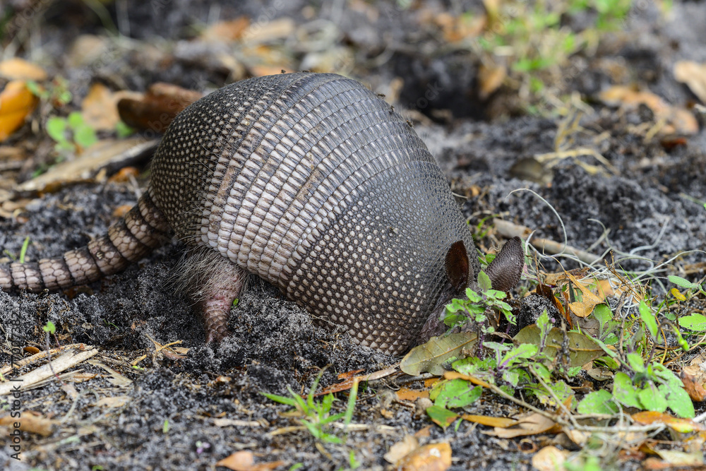 nine-banded armadillo nine-banded armadillo
