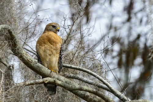 red-shouldered hawk