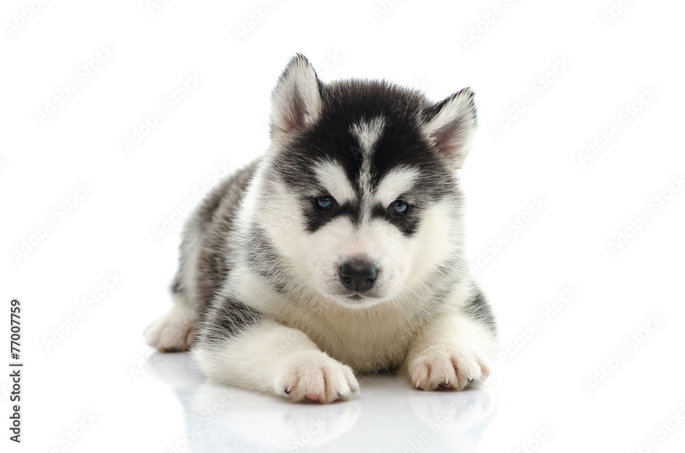 Cute siberian husky laying and looking
