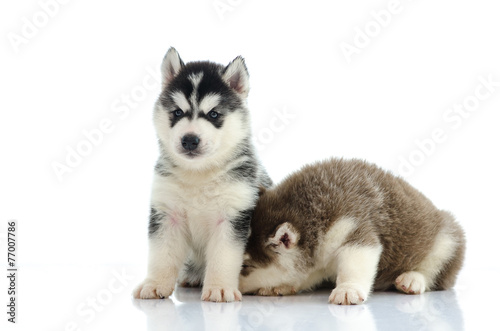 Two siberian husky laying and looking