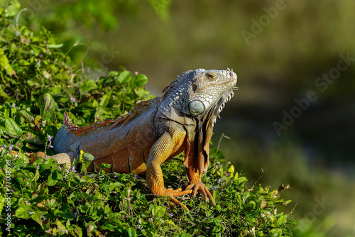 green iguana © hakoar