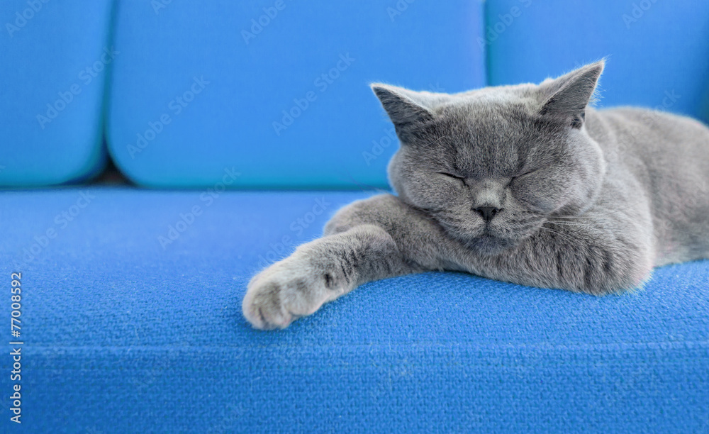 Фотография Cat nap