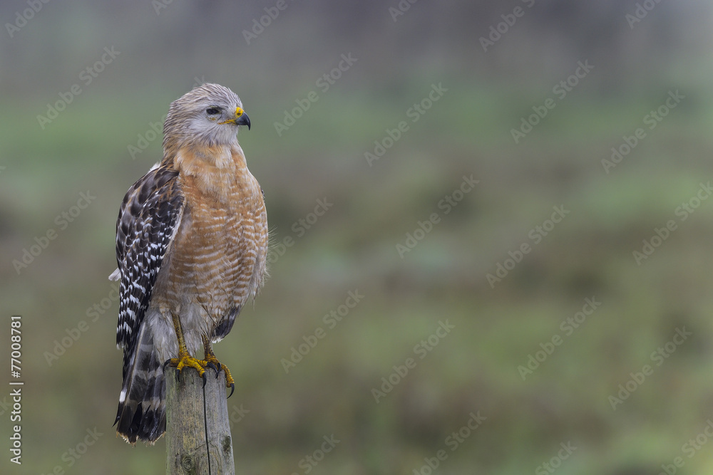 Fototapeta premium red-shouldered hawk