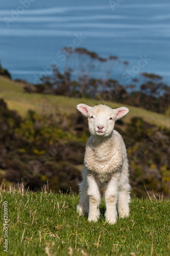 curious lamb standing on grass