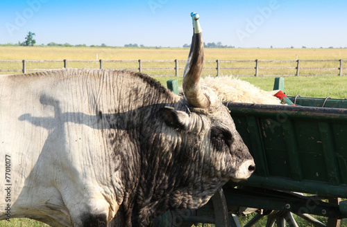 Hungaryan grey cow photo