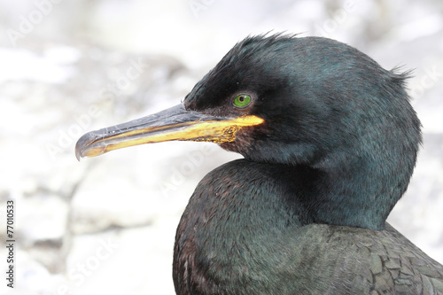 uccello marangone dal ciuffo