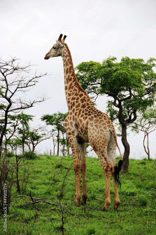 Obraz premium Giralle im Krüger Nationalpark - Südafrika