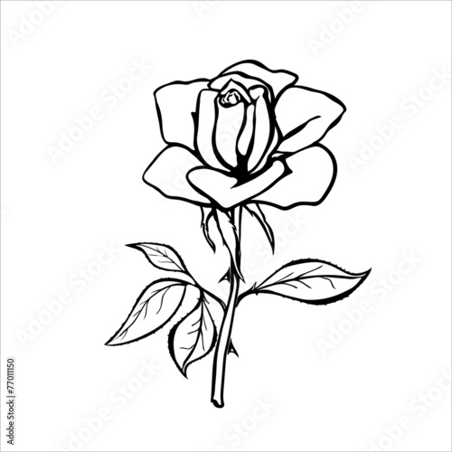 silhouette of rose