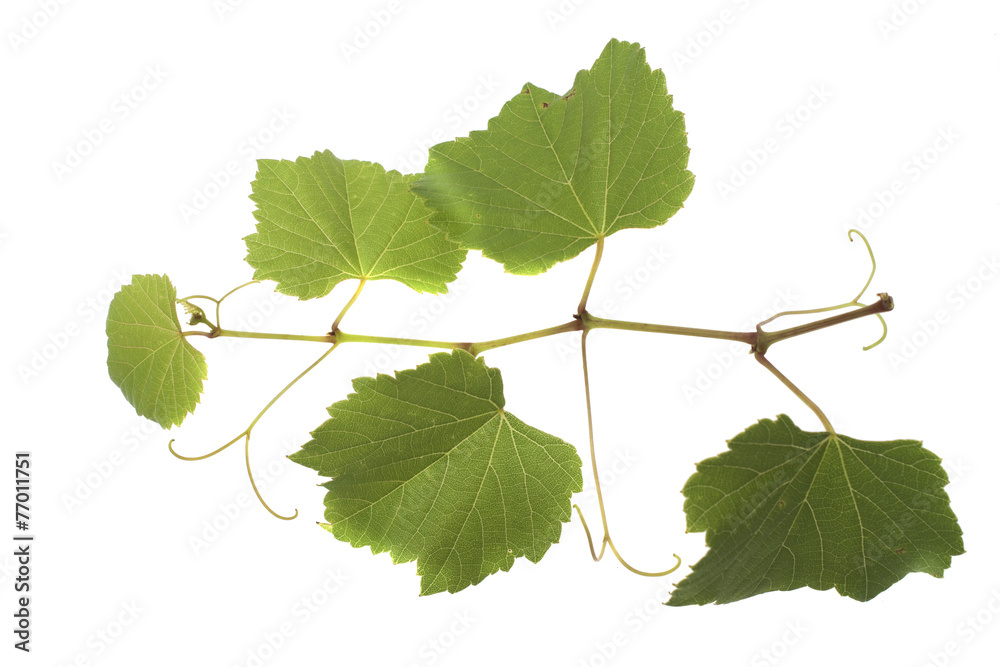 Fototapeta premium Grape leaves