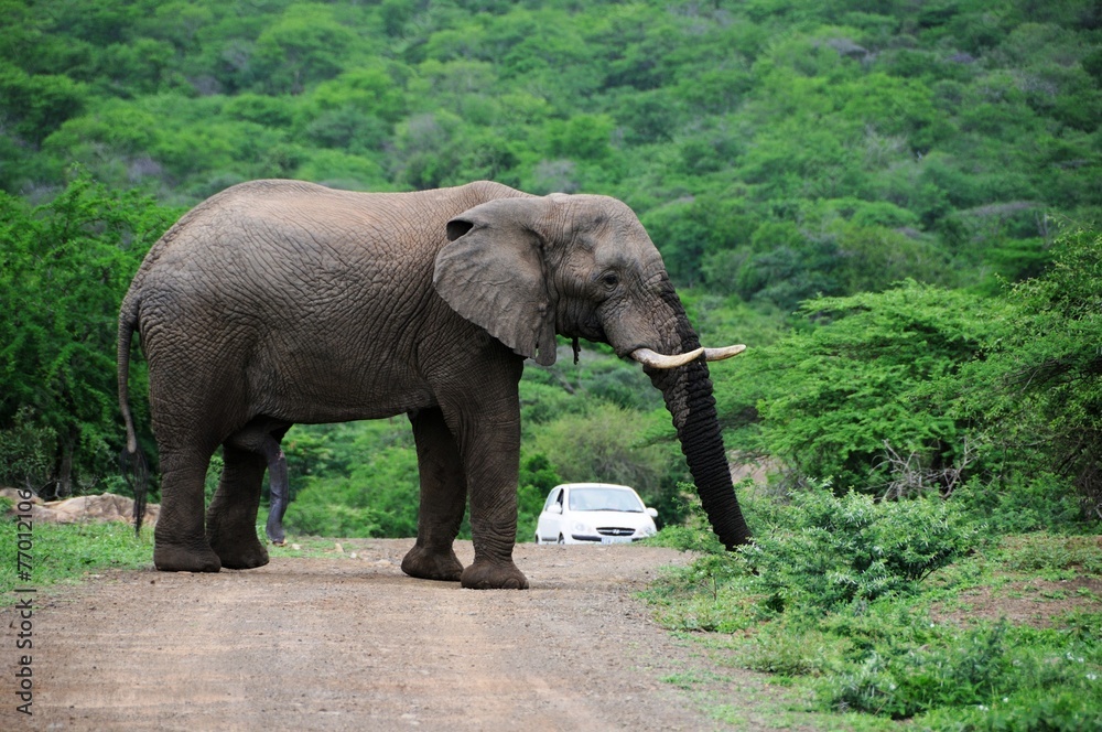 Elefant beim Fressen in Südafrika