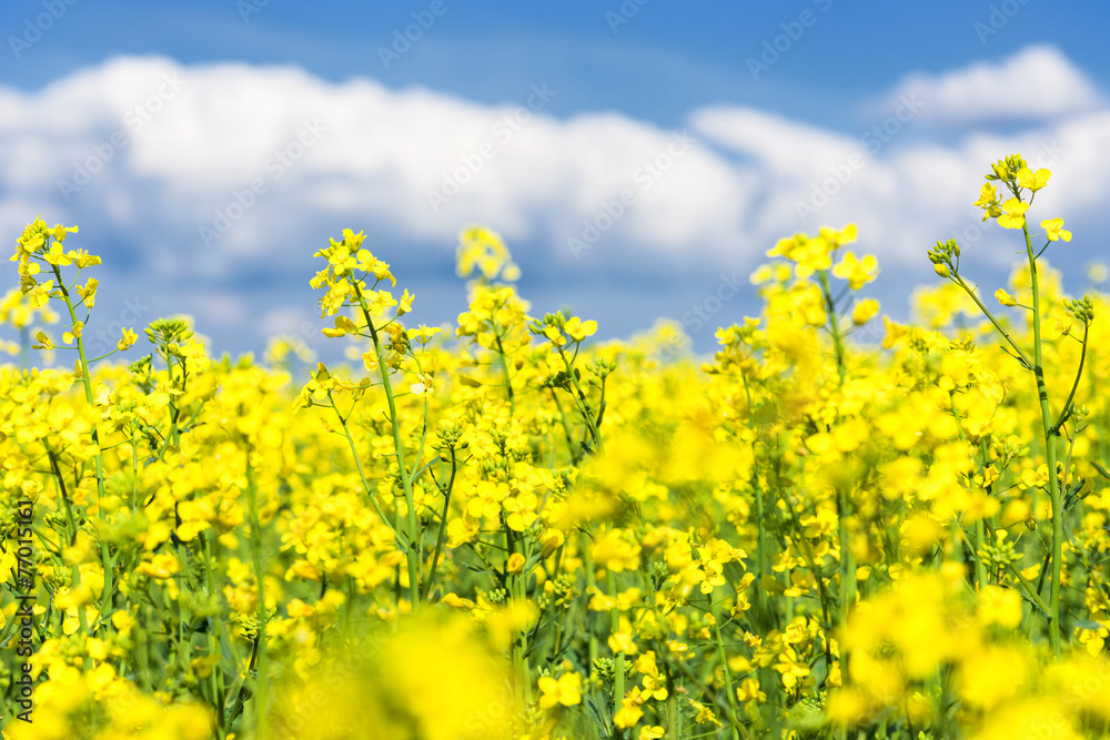 Yellow flower field and blue sky. Yellow flower field and blue sky.